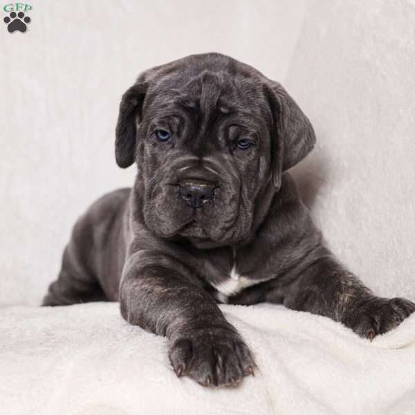 Gus, Cane Corso Puppy